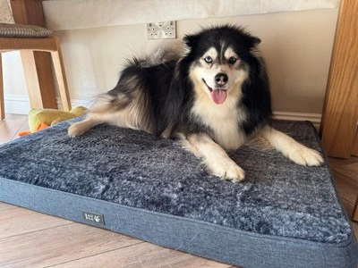 Ortopediche Dog Bed Memory Foam | For Joint Relief | Massive Discount - Image 1 of 4