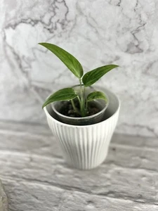 Monstera Barrieri (Starter Plant) - Picture 1 of 4