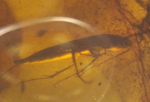 Escarabajo alargado del Cretácico en fósil de ámbar birmano de la edad de los dinosaurios - Imagen 1 de 11