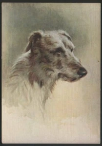 Tobacco Cigarette card postcard deerhound dogs 1930's - Imagen 1 de 1
