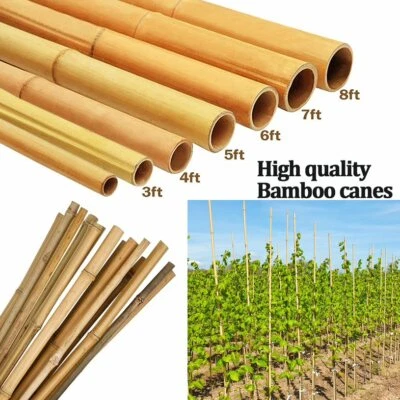 2FT 3FT 4FT 5FT 6FT 7FT Bamboo Canes Strong Thick Garden Plant Support Stick - Image 1 of 4