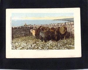 F2261 UK Shetland Ponies Mathewson vintage postcard - Picture 1 of 2