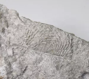 Brachiopode, Productella sp., Devon, Koneprusy, Tschechische Republik -x745 - Bild 1 von 4