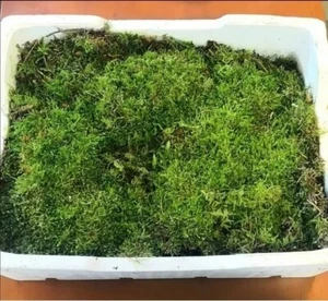 Caja de musgo natural fresco 2,5KG - Imagen 1 de 1