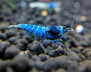 Extreme Blue Bolts_USA Bred_Taiwan Bee Shrimp_Caridina Shrimp_Shrimpy Business