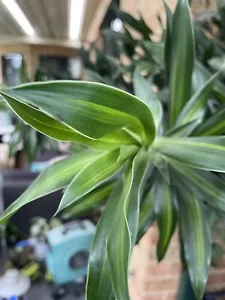 Dracaena Variegated Plant Cuttings With Nodes: 35 For 3 Stems : Free Postage - Picture 1 of 5