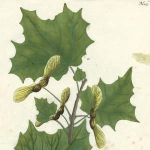 Hervorragende Weinmann Phytanthoza Iconographia handfarbige Foliogravur #15 AHORNBÄUME - Bild 1 von 6