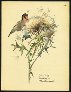 Edith Holden BIRD and THISTLE vintage repro 1906 botanical print - Picture 1 of 3