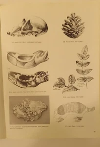 Scientific Illustration : A Guide to Biological, Zoological, and Medical... - Picture 1 of 9