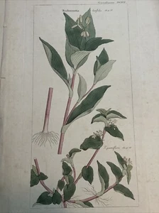 DIETRICH, David Nathaniel Friedrich : Flora Universalis 1831-1861. Tradescantia - Foto 1 di 9