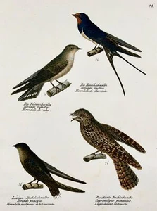 1830 SCHWALBEN, Vögel - Ornithologie Brodtmann handkolorierte FOLIO Lithographie - Bild 1 von 4
