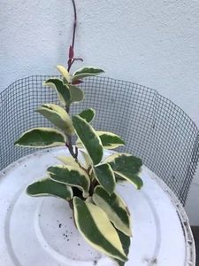 Pianta in vasetto 5,5 cm diametro "Hoya Carnosa"Variegata Tricolor Leggi BENE! - Foto 1 di 4
