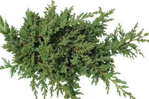 Bodendecker Zwergwacholder Juniperus procumbens Nana 15 - 20 cm - Bild 1 von 2