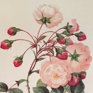 Placa de libro con impresión de arte botánico P. J. Redoute Flowers Adelia Aurelianensis 126 - Imagen 1 de 3
