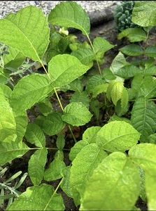 5 Walnussbaumsetzlinge Walnuss Baum Nüsse Walnussbaum Pflanzen Setzlinge - Bild 1 von 2