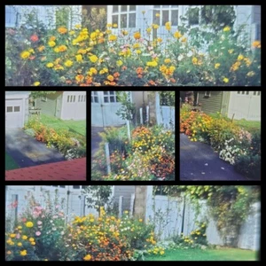 x5 Vintage 1949 Kodachrome Slide Red Border Mothers Garden Slides Lot - Picture 1 of 8