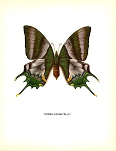 Vintage Butterfly Art Print Swallowtail Butterfly Insect Print 5298-86 - Picture 1 of 1