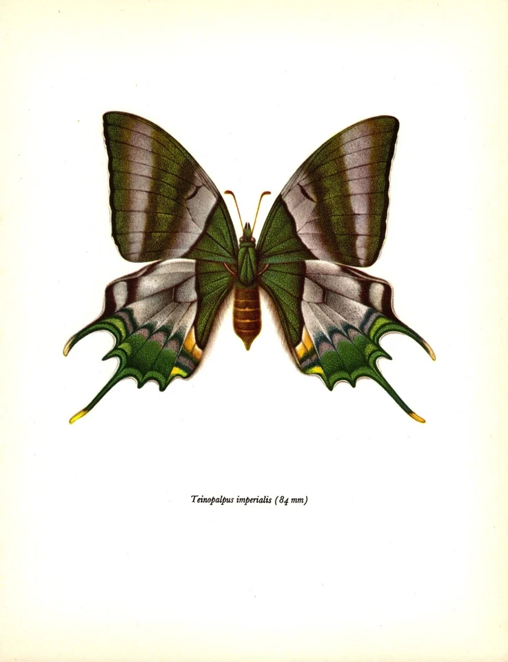 Vintage Butterfly Art Print Swallowtail Butterfly Insect Print 5298-86 - Image 1 of 1