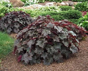 50 Coral Bells Purple Palace Heuchera Live Perennial Plants - Picture 1 of 2
