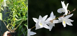 Dendrobium crumenatum, orchidée, Orchid, - Imagen 1 de 1
