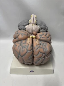 3B Scientific VH409 Giant Human Brain Model, 2.5 times Full-Size, 14 part - Picture 1 of 4