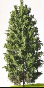 ⭐⭐⭐3 X Modellbaum H0 Freon-Fichten 18-20 cm Höhe.Handarbeit. Neu ⭐⭐ - Bild 1 von 1