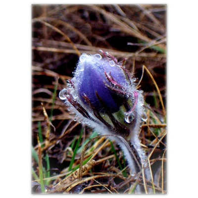 Grief and Loss Greeting Card Made in Canada prairie crocus Flower - Image 1 of 3
