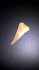 Shark Tooth,collectable Excellent condition - Picture 1 of 1