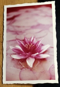 Blüte einer Seerose - ca. 1950/60er Jahre  / Foto - Picture 1 of 1