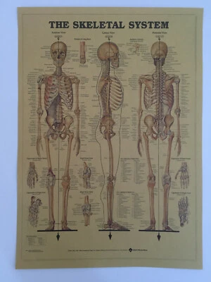 Human Skeleton Poster Print Anatomy Skeletal System Vintage Picture