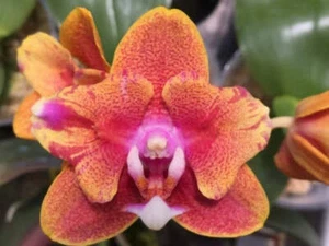 Phalaenopsis Joy Sara Lady (MC - PELORIC FORM) - Picture 1 of 1