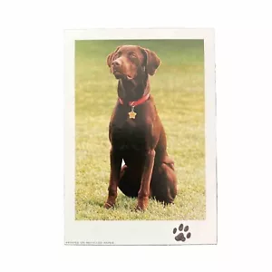 Lote de 100 tarjetas oficiales Bill Clinton Casa Blanca Buddy the Dog con fotos de notas distribuidor - Imagen 1 de 4