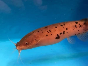Electric catfish - Picture 1 of 4