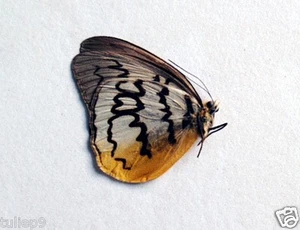 Amathusiidae - BUTTERFLY - Melanocyma Faunula (m) - Tapah Hills, Uncommon - Picture 1 of 3