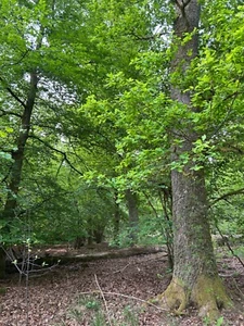 Waldgrundstücke, (Eichen) in Nohfelden-Wolfersweiler, Saarland, 15.199 qm, - Bild 1 von 10