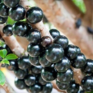 Injertado Sin Semillas Jabuticaba Fruta Brasileña Uva Libre Certificado Fitosanitario - Imagen 1 de 8