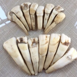 12 pz Collana Ciondolo Perline Denti Naturali Di Bufala - Foto 1 di 4