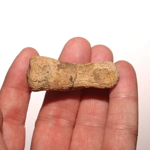 Dinosaur Toe Bone - Great Texture - CRETACEOUS Hell Creek Formation NICE - Picture 1 of 11