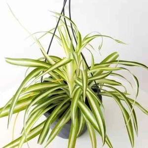 Enchanting Spider Plant - Live Plant - Chlorophytum Comosum - Picture 1 of 5