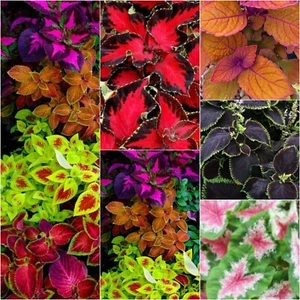 Coleus Rainbow Mix Seed Purple Red Orange Pink Green NonGMO Untreated Plant Seed - Picture 1 of 9
