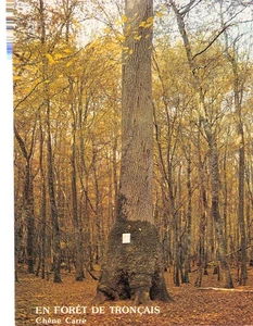 03-HOLZBOHRER-N��3799-C/0273 - Bild 1 von 2