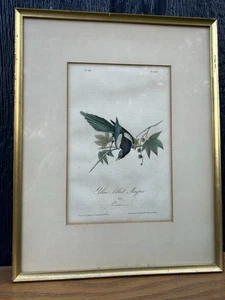 GERAHMT ANTIK. Audubon Octavo 2nd Edition Yellow-billed Elster Print No.46 PL.228 - Bild 1 von 8