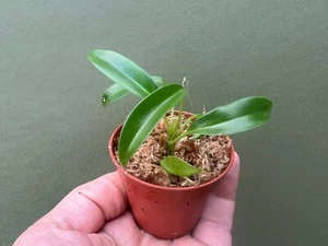 Philodendron Joepii Babyplant - Bild 1 von 2