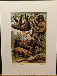 1880 Henry J Johnson Ant Eater Sloth Armadillo Plate LXI Edentata Print Matted - Picture 1 of 5