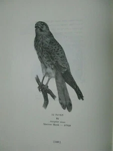 1972 Hachai BaMishnah Living Organism In The Mishnah Yehudah Feliks החי במשנה - Picture 1 of 8