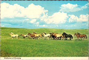 Alte Postkarte - Wildpferde von Wyoming unbespielt - Bild 1 von 2