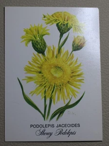 TUCKFIELDS TEA CARDS WILD FLOWER STUDIES CARD # 29 PODOLEPIS JACEOIDES #RAD96 - Picture 1 of 4