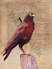 87980 Raven Steampunk Harness Dictionary Page Vintage Wall Print Poster Plakat