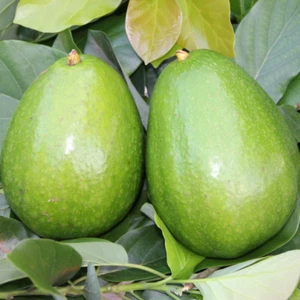 Hybrid Avocado Plant ( Hellen , Seedling plant ) 1 Bare-Root Plant - Foto 1 di 3