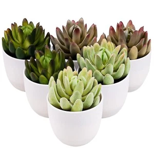 Set of 6 Artificial Succulents Plant Decoration in Pots Assorted Mini Aloe Po... - Picture 1 of 7
